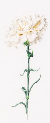 Giroflier Blanc