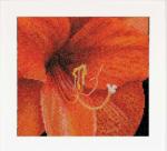 Autumn Collection: Amaryllis
