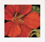 Autumn Collection: East Indian Cherry