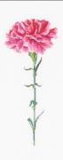 Giroflier Rose - Blanc