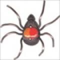 Bouton - Araignée