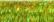 015L Laser Lime (#16)