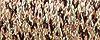 071 Misty Gold (#32)