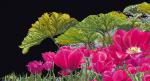Keukenhof Garden Detail - noir