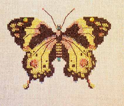 Gold Butterfly Gold Butterfly