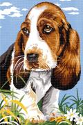 Basset