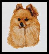 R.J. May - Pomeranian