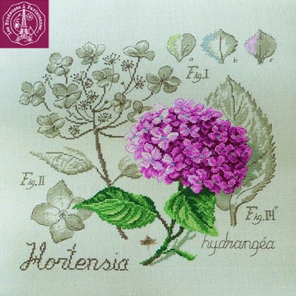 Étude à l\'Hortensia - Lin