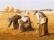 Les Glaneuses (Millet)
