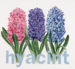 Jacinthe