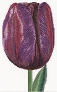 Tulipe triomphe violet