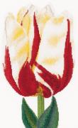 Tulipe flamboyant