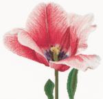 Tulipe Darwin hybride rose