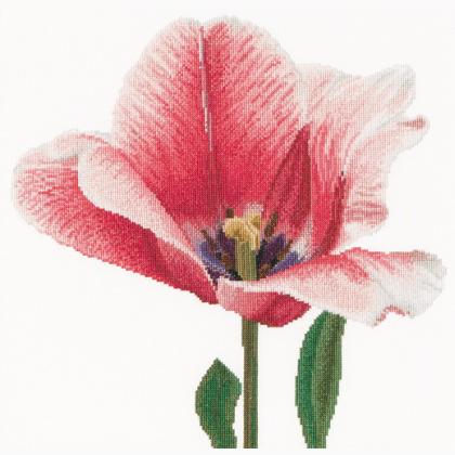 Tulipe Darwin hybride rose