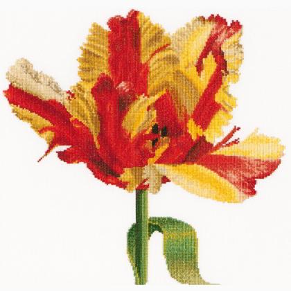 Tulipe Perroquet rouge/jaune