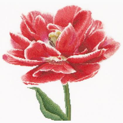 Tulipe double rouge/blanc