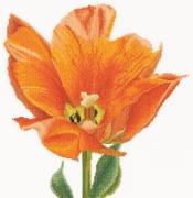 Tulipe triomphe orange