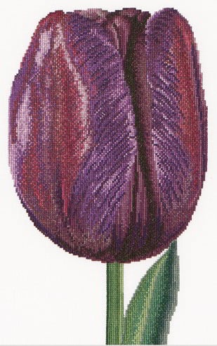 Tulipe triomphe violet