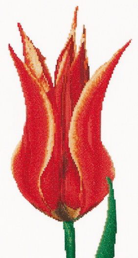 Tulipe fleur de lys Rouge/Jaune