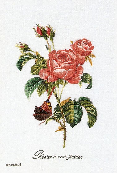 Rose Redouté