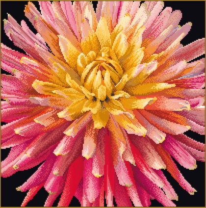 Dahlia - noir