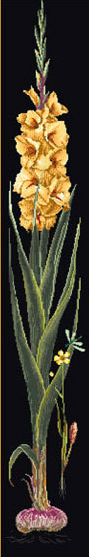 Gladioli Yellow - Noir