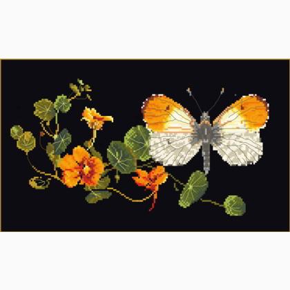Papillon-Capucine - noir
