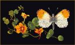 Papillon-Capucine - noir