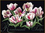 Tulipes Rembrandt - noir