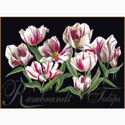 Tulipes Rembrandt - noir