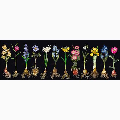 Bulbs (Flowers Study) - Noir