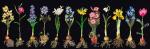 Bulbs (Flowers Study) - Noir