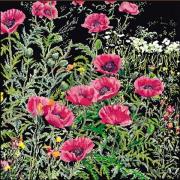 Pink Poppies - Noir