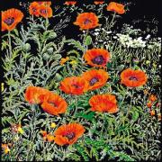 Orange Poppies - Noir