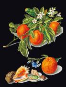 Oranges & Mandarins - Noir