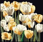 Tulips - Noir