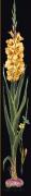 Gladioli Yellow - Noir