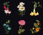 Six Floral Studies - Noir