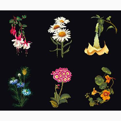Six Floral Studies - Noir