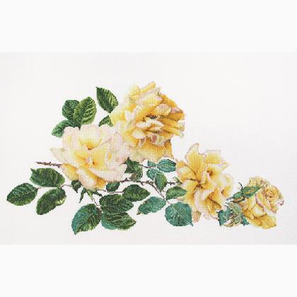 Peace Rose - Aida - Blanc