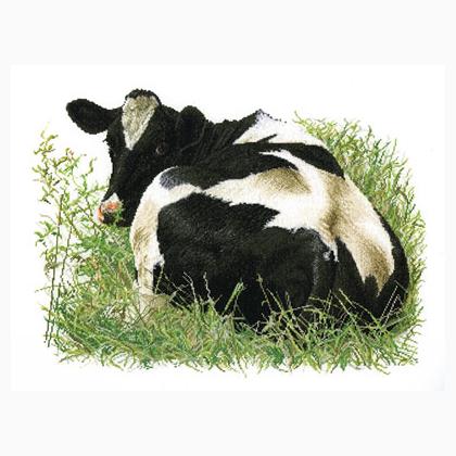 Fresian Cow II - Aida