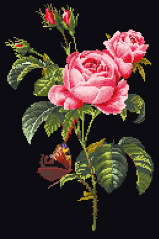 Rose Redouté - Noir