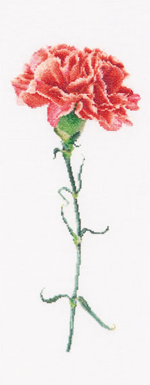Giroflier Rouge - Blanc - Aida