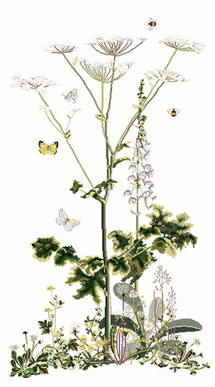 Panax sibérien - Aida