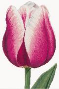 Tulipe triomphe rouge/blanc - Aida
