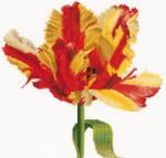 Tulipe Perroquet rouge/jaune - Aida