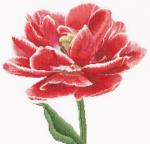 Tulipe double rouge/blanc - Aida