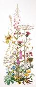 Fleurs des champs - Aida