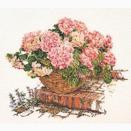Hortensia Rose II - Aida
