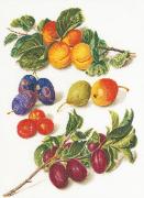 Antique Fruits 2° - Aida
